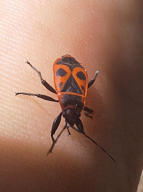 Pyrrhocoris apterus - verőköltő poloska