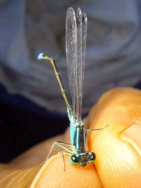 Ischnura elegans pontica - kéköves légivadász