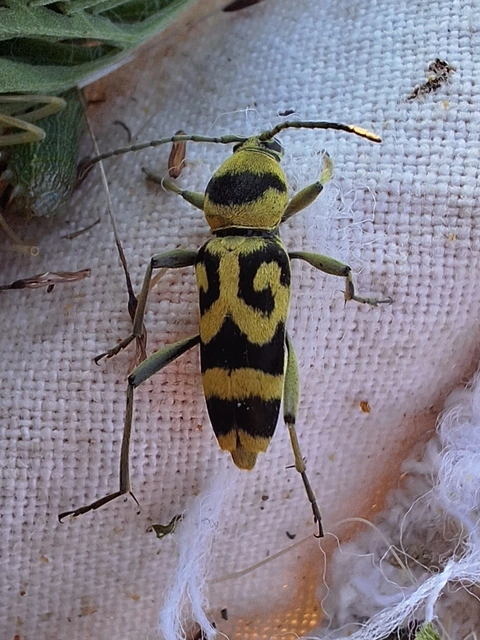 Chlorophorus varius - díszes darázscincér Chlorophorus varius - díszes darázscincér