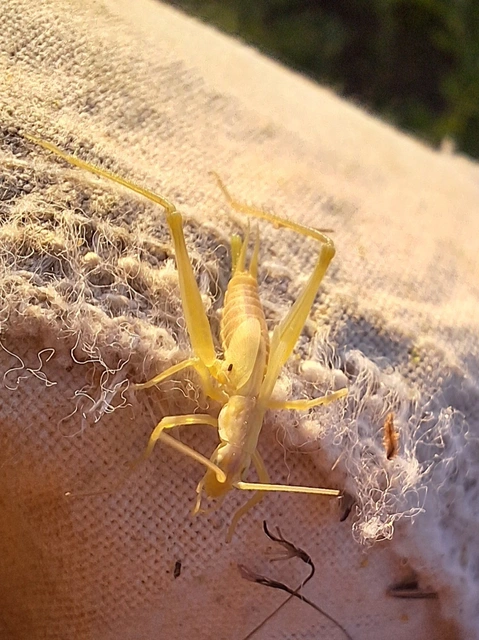 Oecanthus pellucens - pirregőtücsök