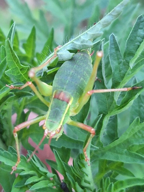 málnaszöcske - Barbitistes serricauda