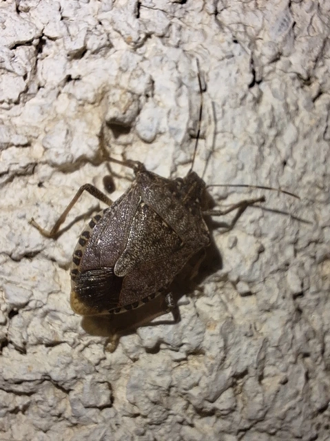 Halyomorpha halys - ázsiai márványospoloska