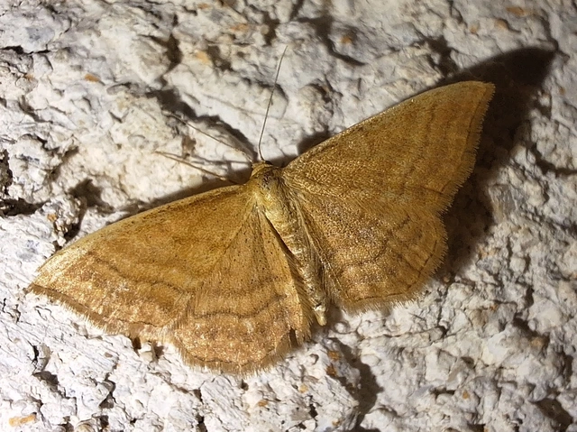 okkerszínű sávosaraszoló - Idaea ochrata