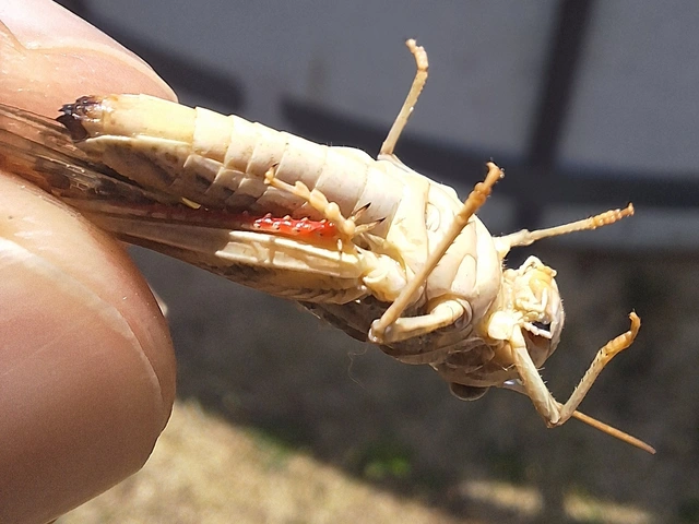 Oedaleus decorus - szalagos sáska