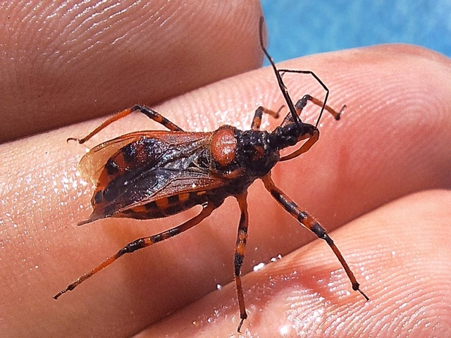 gyilkospoloska - Rhynocoris iracundus