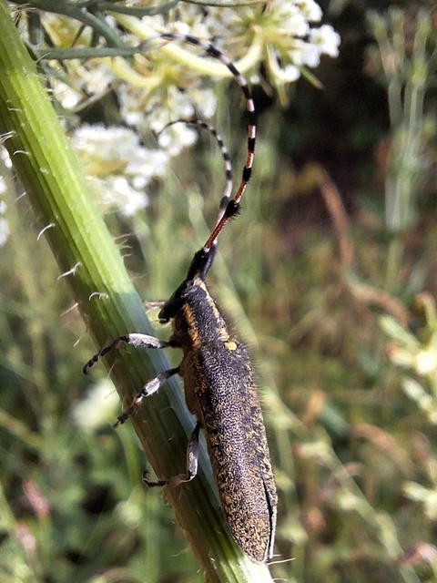sárgagyűrűs bogáncscincér - Agapanthia dahli