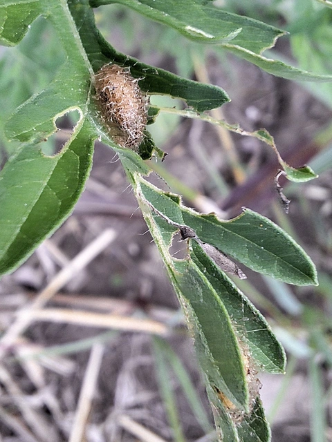 parlagfű-olajosbogár - Ophraella communa