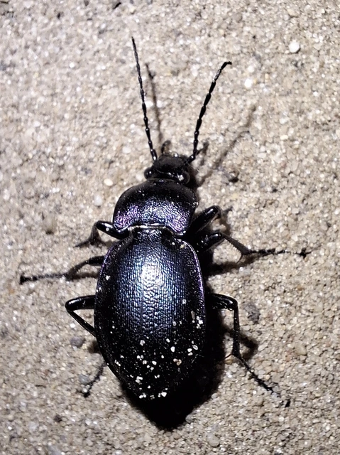 selymes futrinka - Carabus convexus