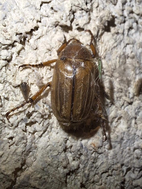 Amphimallon solstitiale - bordás sárgacserebogár