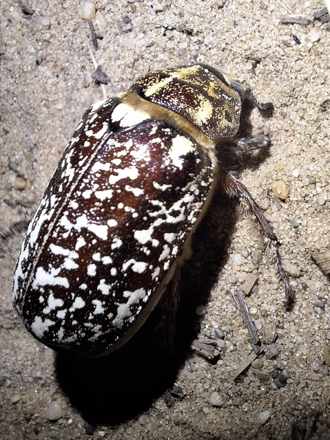 Polyphylla fullo - csapó cserebogár