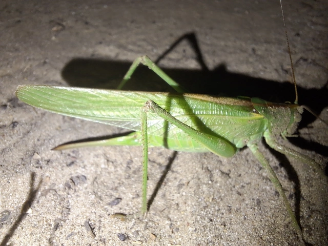 Tettigonia viridissima - zöld lombszöcske