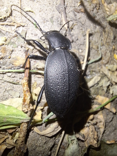 Carabus coriaceus - bőrfutrinka