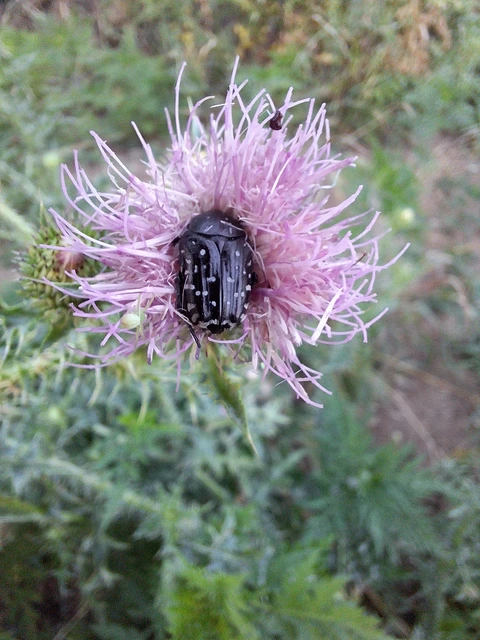 sokpettyes virágbogár - Oxythyrea funesta