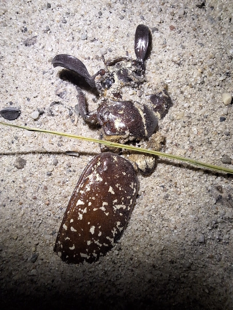 csapó cserebogár - Polyphylla fullo