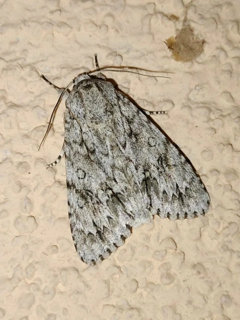 Acronicta aceris - vadgesztenye-szigonyosbagoly
