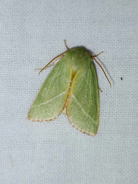 Pseudoips prasinana - bükkfa-zöldbagoly