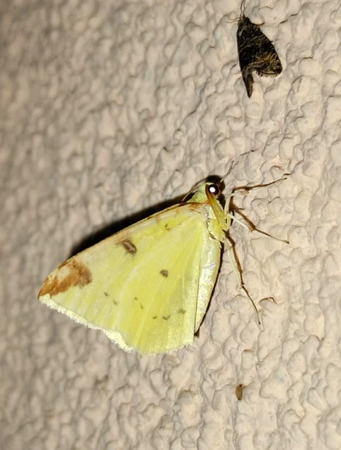 Opisthograptis luteolata - citromsárga araszoló