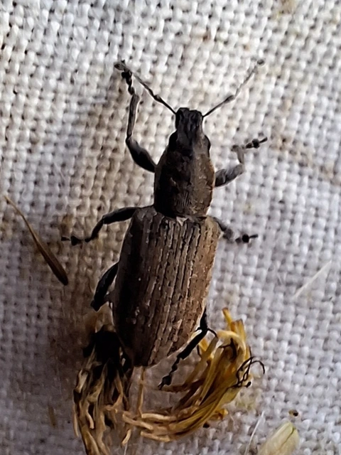 Tanymecus palliatus - közönséges hegyesfarúbarkó