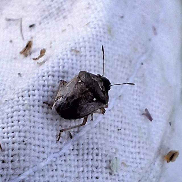 Eysarcoris ventralis - fakó feketefejű-poloska Eysarcoris ventralis - fakó feketefejű-poloska