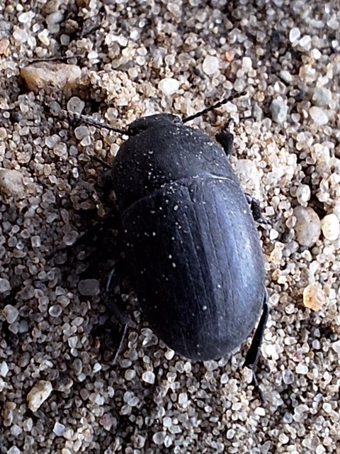 gyökérrágó gyászbogár - Pedinus femoralis