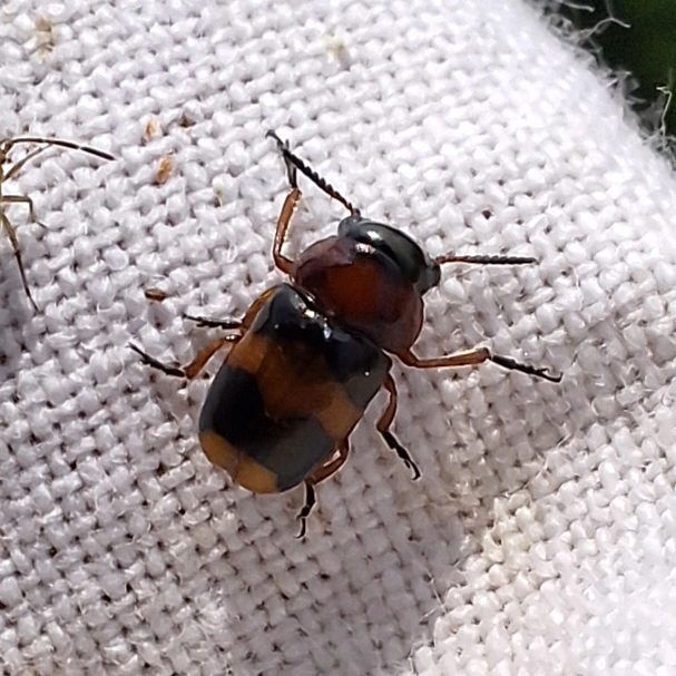 Coptocephala unifasciata - sárgalábú hullóbogár