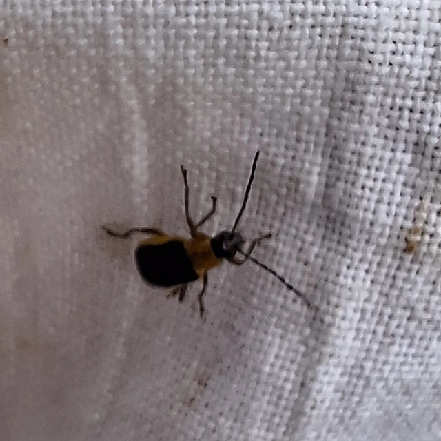 amerikai kukoricabogár - Diabrotica virgifera