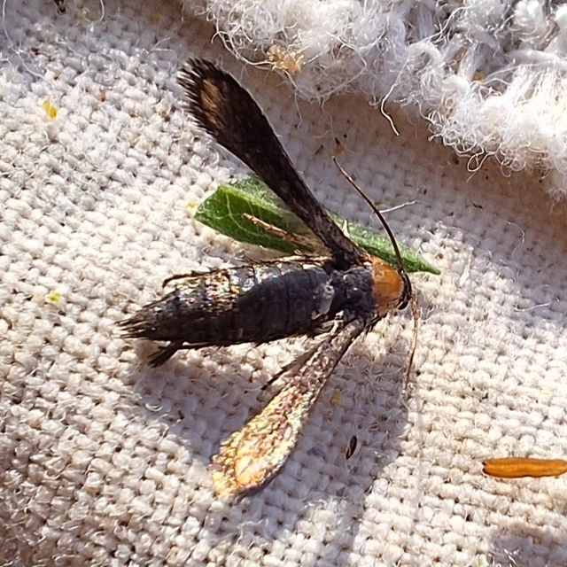 Microsphecia brosiformis - folyófűszitkár