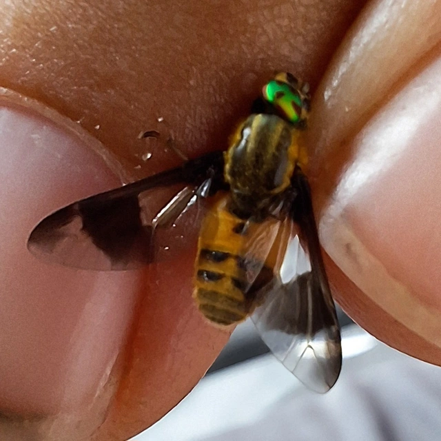 egyfoltos pőcsik - Chrysops viduatus