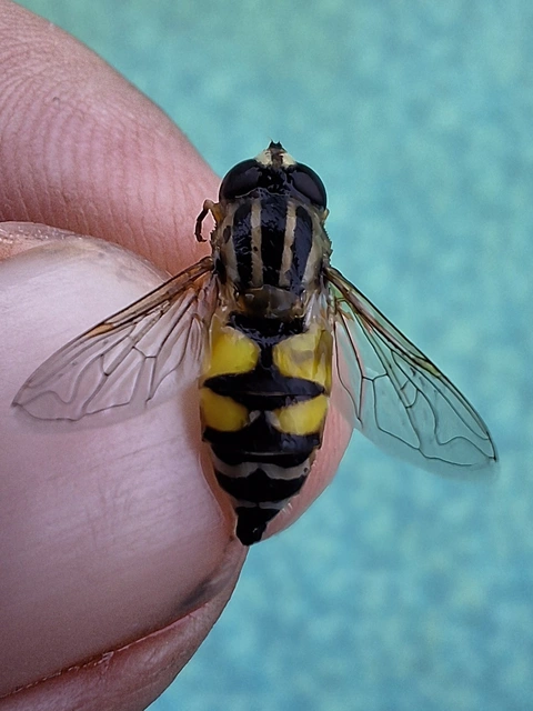 nagy mocsárilégy - Helophilus trivittatus