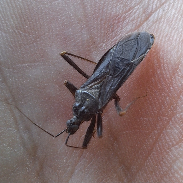 Reduvius personatus - szemetes zugpoloska