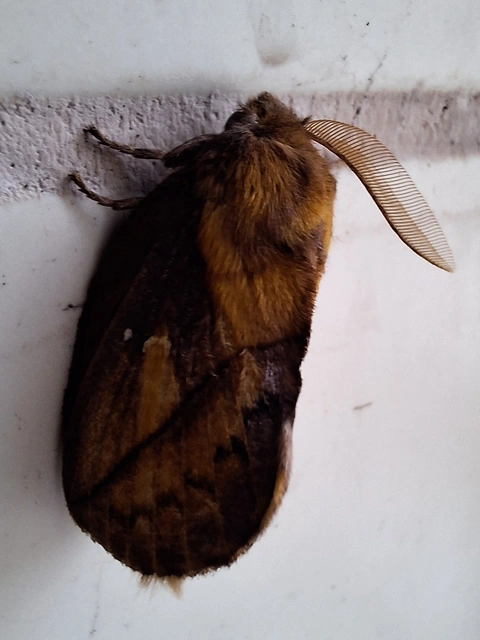 szomjas pohók - Euthrix potatoria