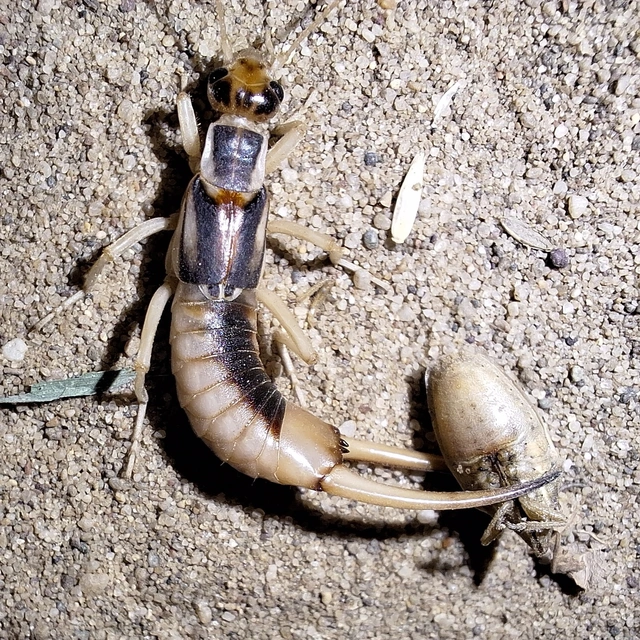 parti fülbemászó - Labidura riparia