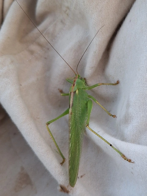 zöld lombszöcske - Tettigonia viridissima