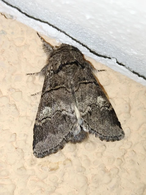 Drymonia querna - tölgyfa-púposszövő