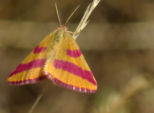 Lythria cruentaria - bíborcsíkos araszoló