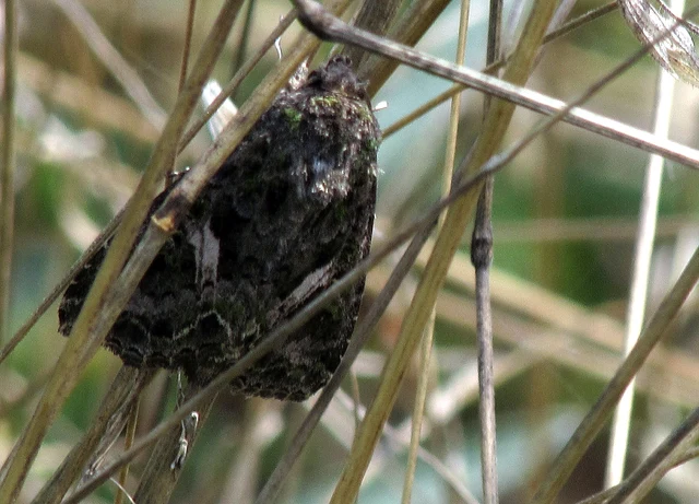 Trachea atriplicis - nyári zöldbagoly
