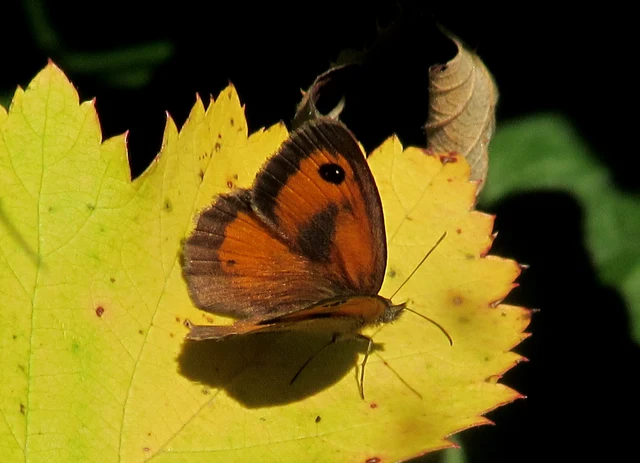 Pyronia tithonus - kis ökörszemlepke