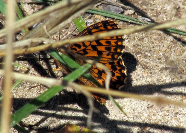 Boloria dia - kis gyöngyházlepke