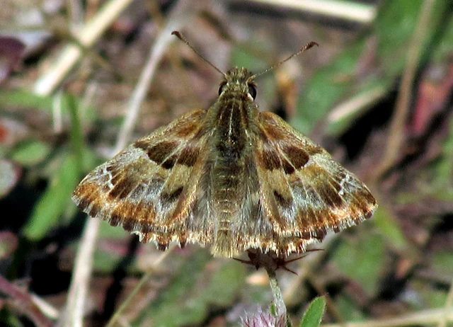 Carcharodus alceae - mályva-busalepke