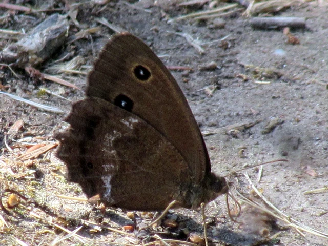 Minois dryas - fekete szemeslepke