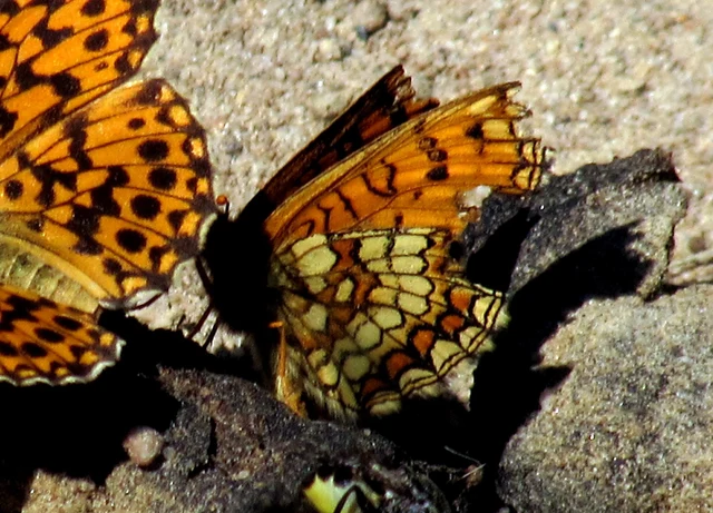 Melitaea athalia - közönséges tarkalepke