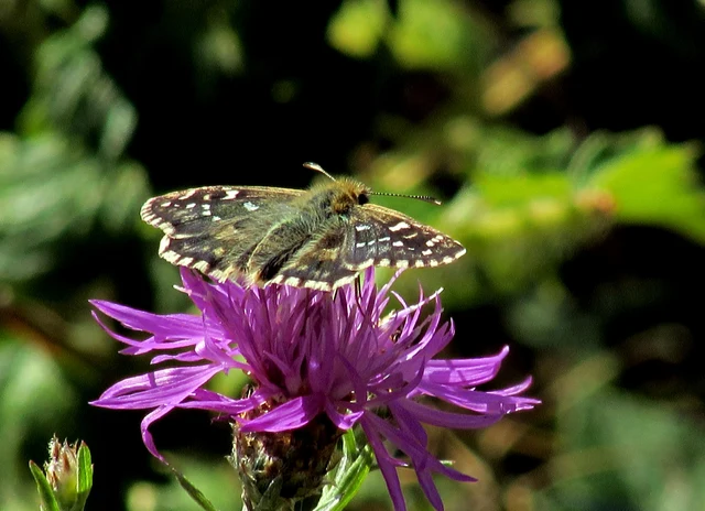 Pyrgus armoricanus - feles busalepke