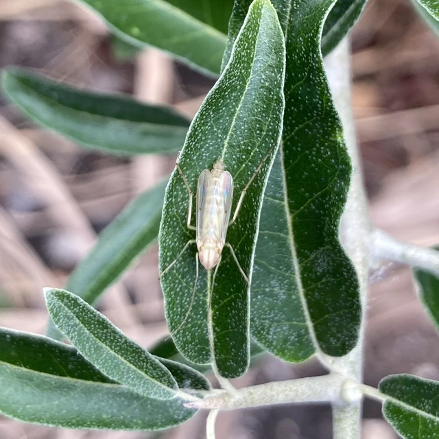 Chironomidae - árvaszúnyogok