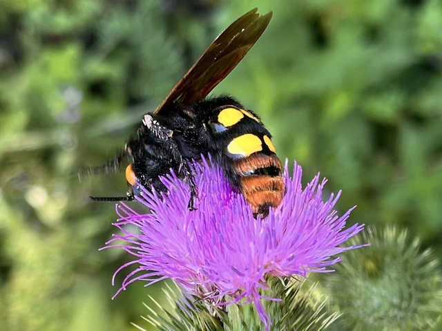 Megascolia maculata - óriás-tőrösdarázs