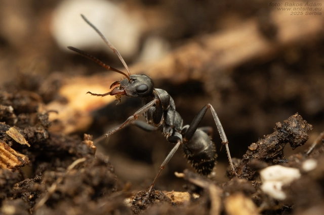 Formica fusca - kormos rabszolgahangya