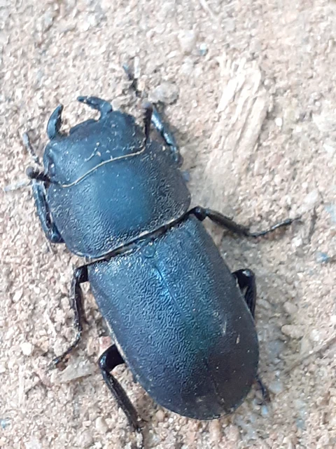 Dorcus parallelipipedus - kis szarvasbogár