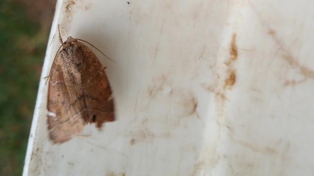 Cosmia affinis - barna lombbagoly