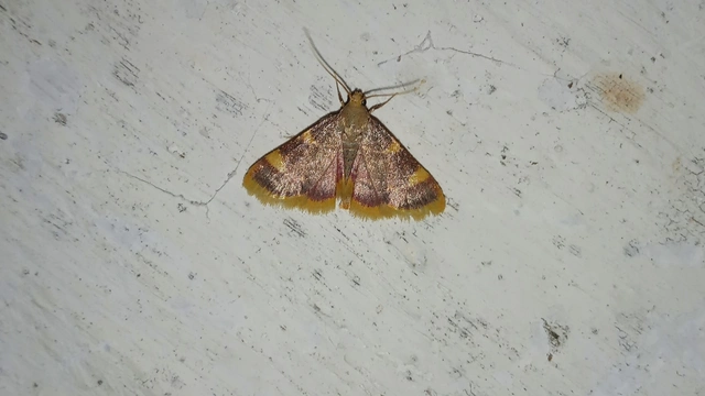 Hypsopygia costalis - szénailonca