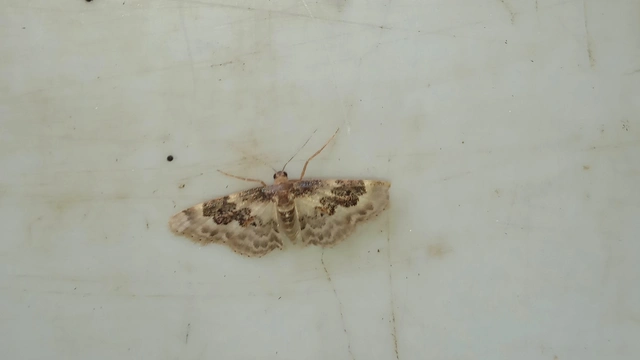Idaea rusticata - tarka apróaraszoló