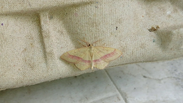 Rhodostrophia vibicaria - pirosszélű araszoló